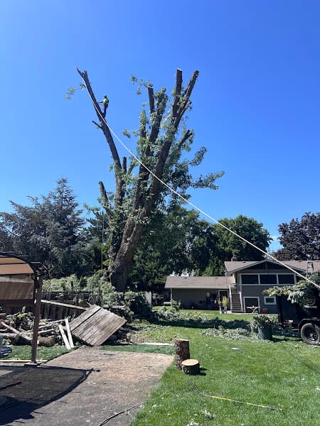 Contreras Tree Landscaping LLC photo