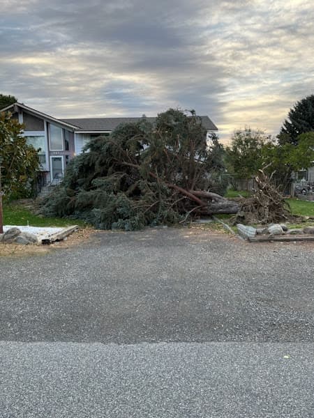 All American Arborist photo