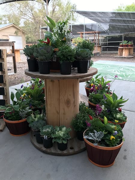 Anything Grows photo